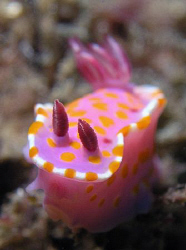 Ceratosoma amoena, Kurnell by Doug Anderson 